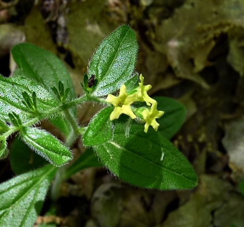 {Lithospermum tuberosum}